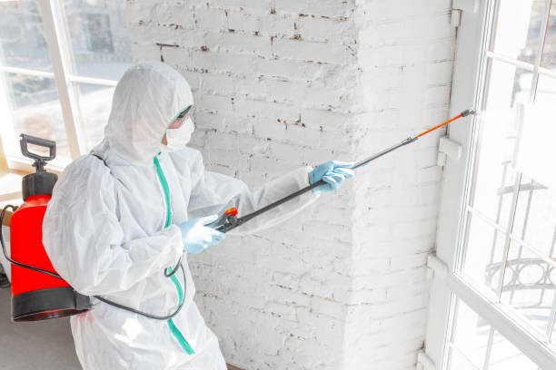 Reliable Oyster Bay Cove, NY Mold Removal & Remediation Solutions